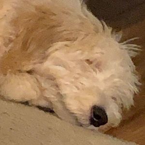 Meet your Posher, Vanessa